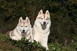 SIBERIAN HUSKY 835